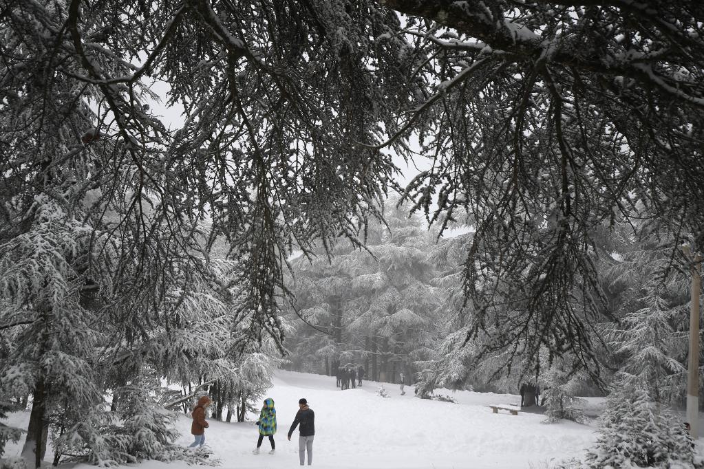The Black Forest of Chréa, Blida’s Mountain Park