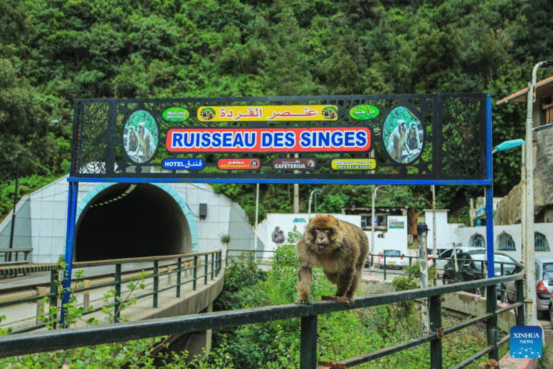 Ruisseau des Singes