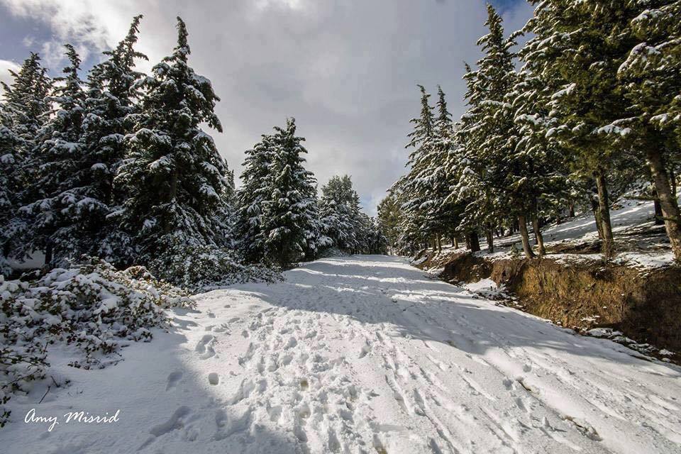 tazarine forest - Bougara
