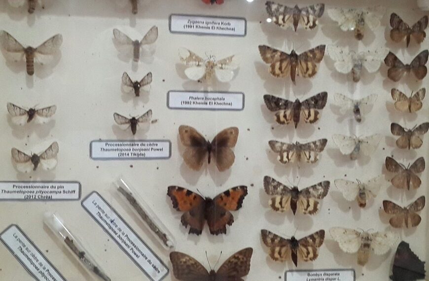 Chréa National Park Museum