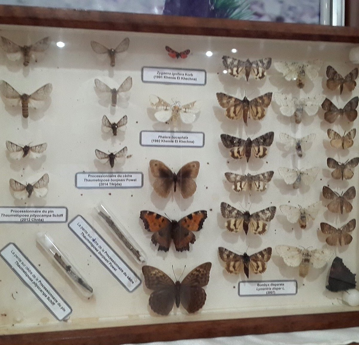 Chréa National Park Museum